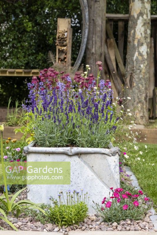 Mit Lavendel und Astrantia bepflanzter, wiederverwerteter verzinkter Metalltrog – The Viewer’s Garden – Designer Pip Probert – BBC Gardeners“ World Live 2024 