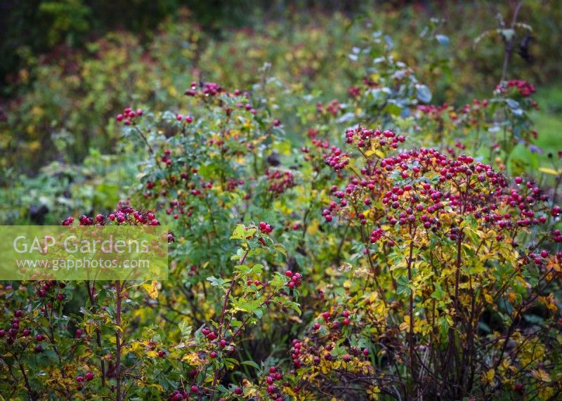 Rosa rugosa, Hagebutten, Oktober. Für Blumenarrangements gezüchtet. Herbst, Dorset, Großbritannien. 