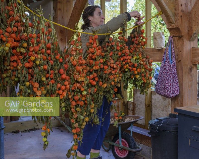 Die auf Blattfloristik spezialisierte Zanna Hoskins hängt Physallis-Schalen zum Trocknen in ihre Scheune, um daraus saisonale Arrangements zu machen. November, Herbst, Dorset, Großbritannien. 