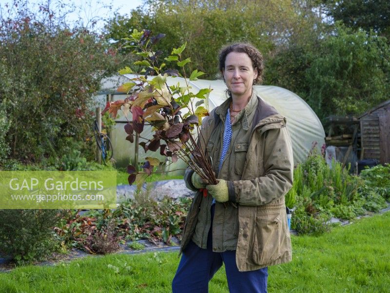 Die auf Laubpflanzen spezialisierte Floristin Zanna Hoskins mit einem Bündel Zweige aus ihrem Garten, die Herbstfrüchte und Blätter tragen, die sie in ihren saisonalen Arrangements verwenden wird. November, Herbst, Dorset, Großbritannien. 