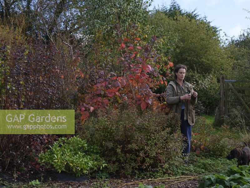 Die auf Laubpflanzen spezialisierte Floristin Zanna Hoskins sammelt Herbstfrüchte und Blätter aus ihrem Garten für saisonale Arrangements. Novemberherbst. Dorset, Großbritannien. 