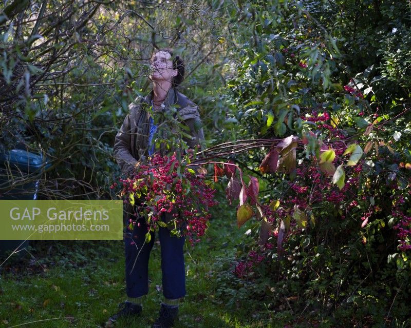 Die auf Laubfloristik spezialisierte Zanna Hoskins sammelt Herbstfrüchte und Blätter aus ihrem Garten für ein saisonales Arrangement. November, Herbst, Dorset, Großbritannien. 