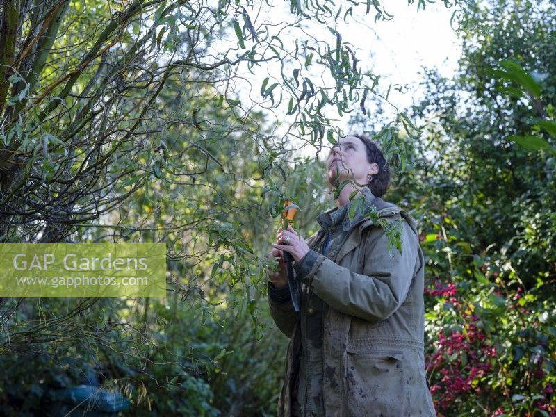 Die auf Laubpflanzen spezialisierte Floristin Zanna Hoskins hält eine Astsäge in der Hand, während sie Laubzweige aus ihrem Garten aussucht, um sie für saisonale Arrangements abzuschneiden. November, Herbst, Dorset, Großbritannien. 