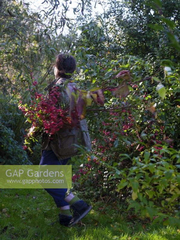 Die auf Laubfloristik spezialisierte Zanna Hoskins sammelt Herbstzweige, Früchte und Blätter aus ihrem Garten für ein saisonales Arrangement. November, Herbst, Dorset, Großbritannien. 