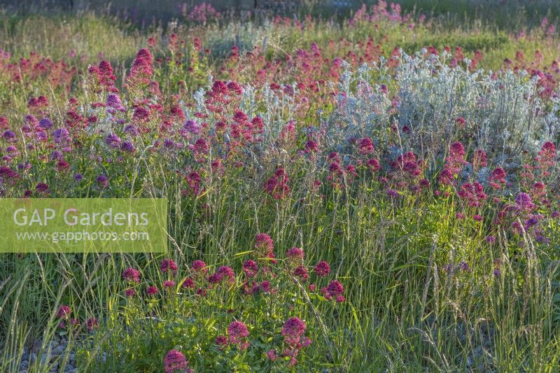 Blick auf Centranthus ruber – Roter Baldrian und Jacobaea maritima – Silber-Greiskraut – in einem Kiesstrand-Lebensraum im Sommer – Juni 
