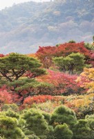 Herbstliches Laub hauptsächlich von Acers mit immergrünen Kiefern. Nebliger Blick auf den Wald dahinter.