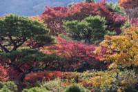 Herbstliches Laub hauptsächlich von Acers mit immergrünen Kiefern