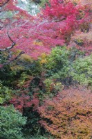 Herbstliche Farben in überwiegend Acer-Bäumen