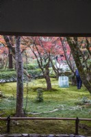 Blick von einem kleinen Gebäude direkt hinter dem Garteneingang, wo ein Gärtner an der Moosbodenbedeckung arbeitet. Herbstfärbung bei Acers.