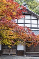 Gebäude neben dem Eingang zum Garten mit Acer in Herbstfarbe davor.