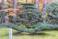 Beschnittene Kiefer im Garten, die durch eine Bodenbedeckung aus Moos wächst, mit Steinpfosten mit japanischer Inschrift.