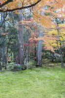 Fläche mit Moos als Bodendecker, durch den Bäume wachsen. Herbstfärbung bei Acers.