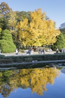 Ginko biloba-Baum spiegelt sich im Pool neben dem Wintergarten. Besucher auf dem Bürgersteig. 