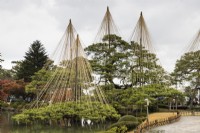 Mehrere Kiefern am Teich mit Wigwams aus Bambusstangen und Seilen, Yukitsuri genannt, die Schutz vor Schneeschäden bieten 