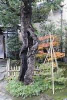 Hof am Eingang des Hauses mit ausgehöhlten Baumstämmen und Sträuchern mit Wigwams aus Seilen und Bambus als Schutz vor Schneeschäden, genannt Yukitsuri. 