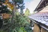 Blick von der oberen Etage des Hauses auf das Ziegeldach und die Kiefern mit Seilen und Bambuswigwams als Schutz vor Schneeschäden namens Yukitsuri. 
