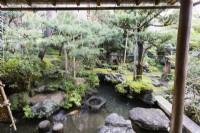 Blick auf den Pool mit Koi-Karpfen. Platzierte Steine und schmale Steinbrücke über das Wasser. Pflanzung von Kiefern. Bäume, die durch Seil- und Bambuskonstruktionen namens Yukitsuri vor Schneeschäden geschützt sind. 
