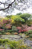 Weiter Blick in den Garten mit immergrünen Pflanzen und mehreren Bäumen und Sträuchern mit Herbstfärbung. 