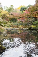 Weiter Blick in den Garten über einen Teich mit mehreren Bäumen und Sträuchern in Herbstfärbung. 