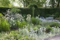 Weißer Themengarten im Juni, Allium nigrum, Stachys byzantina Silver Carpet; Camassia leichtlinii Alba 