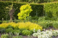 Gelber Themengarten mit Spiraea japonica Golden Princess und Cotinus coggygria Golden Spirit 