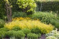 Gelber Themengarten mit Spiraea japonica Golden Princess 