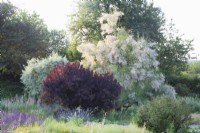 Kiesgarten mit Tamarix, Cotinus coggygria Royal Purple und Pyrus salicifolia Pendula 